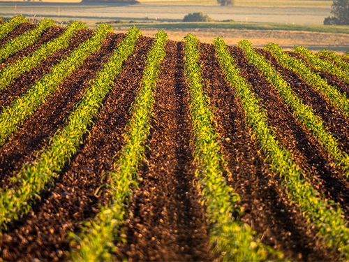 Plantweb™ Optics in Action